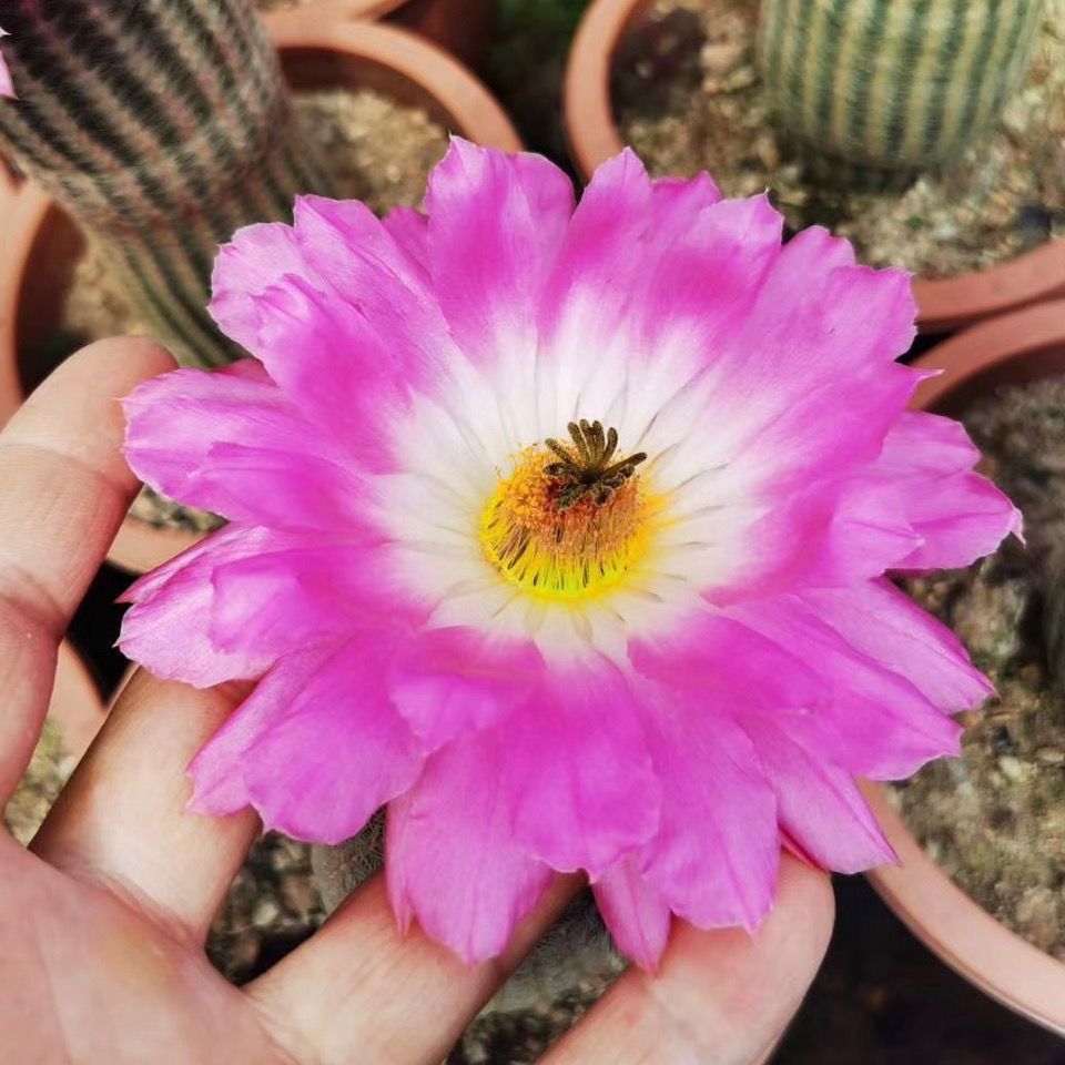 红太阳紫太阳仙人球侧芽无根易养开红花室内多肉植物绿植盆栽 虎窝拼
