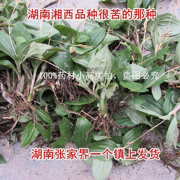 湖南张家界纯野生新鲜见血清 小见血清 非广东见血清 一份包邮
