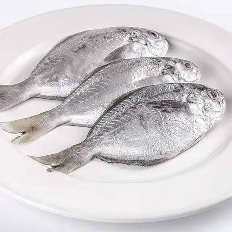 【活动中】野生肉鲳鱼新鲜海捕南鲳鱼东海鲳鱼肉鱼银鲳鱼海鲜水产