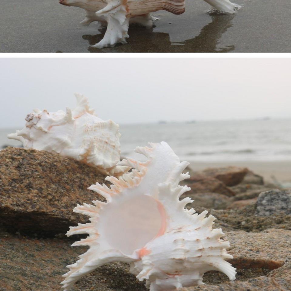 天然大海螺贝壳白千手螺家居摆件鱼缸造景水族箱装饰大贝壳海螺壳【3