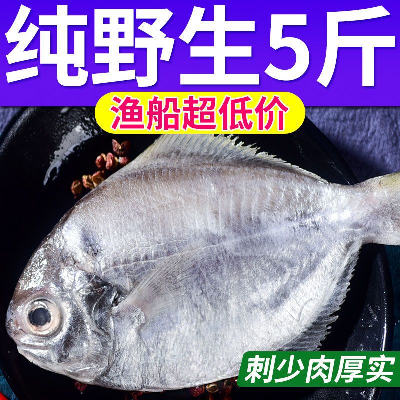 【特价中】肉鲳鱼新鲜野生南鲳鱼大号海捕银鲳鱼海鲜东海鲳鱼