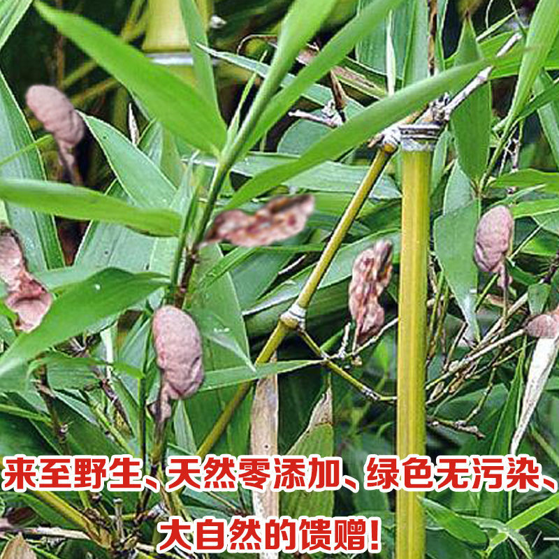 竹黄竹花野生苦竹花竹茧竹参竹三七产地直销新货无硫天然包邮