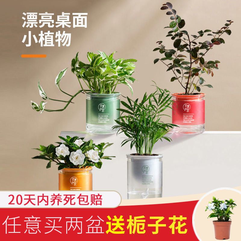 栀子花花卉盆栽绿植桌面小盆栽植物盆栽室内小摆件办公桌好养迷你