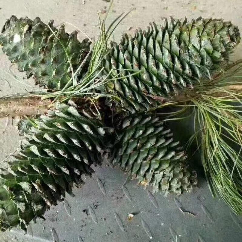 长白山野生松子 新鲜松塔 红松果松鼠粮干松塔