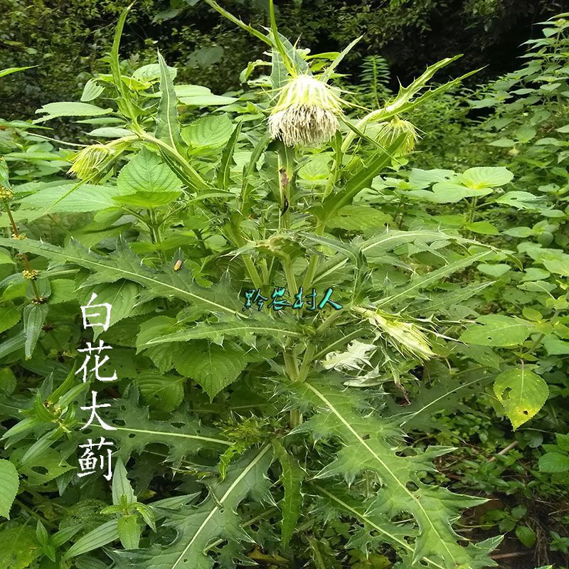 新鲜白花大蓟根恶鸡婆鸡脚刺大牛喳口马刺蓟虎蓟根中药材500g包邮