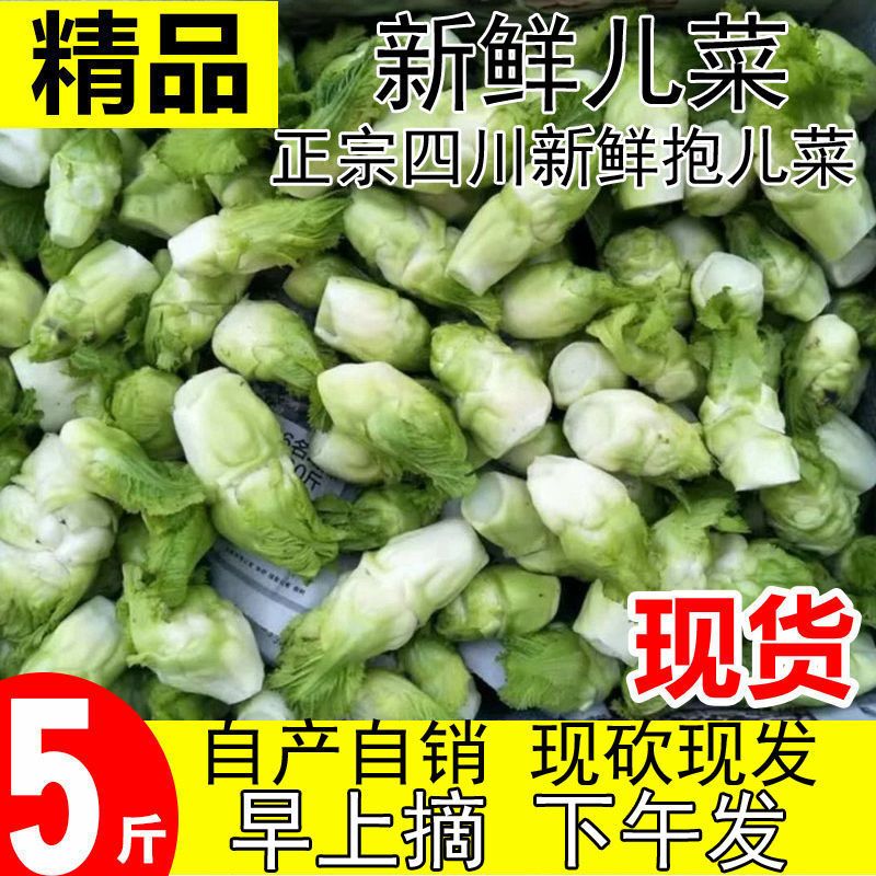 四川儿菜嫩儿仔新鲜绿色蔬菜农家自种娃娃菜母子泡菜5/3/1斤装