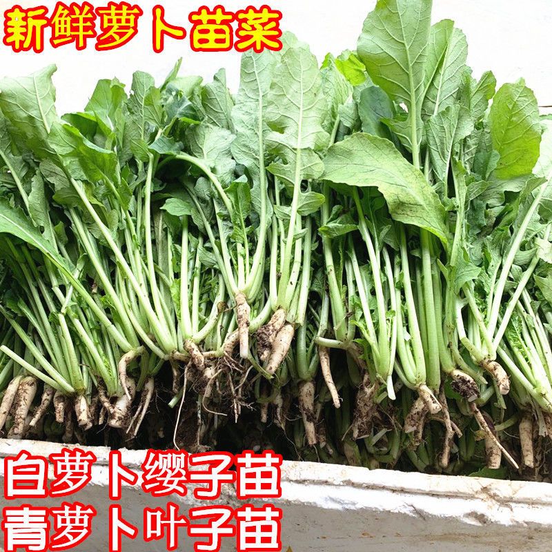 萝卜缨子菜新鲜1/4斤包邮萝卜叶子嫩萝卜苗菜 白萝卜叶子青萝卜叶