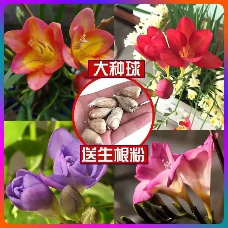 浓香型重瓣香雪兰种球小苍兰麦兰种球多年生花卉室内香雪兰花盆栽【3