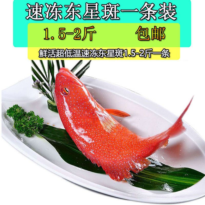 超低温活冻红东星斑鱼海鱼肉嫩没小刺石斑鱼国产鱼石斑鱼