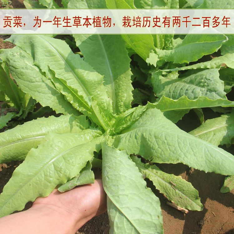 贡菜义门苔干干货响菜山蜇菜包邮新鲜脱水蔬菜农家土特产100 500g 虎窝拼 贡菜义门苔干干货响菜山蜇菜包邮新鲜脱水蔬菜农家土特产100 500g 虎窝拼