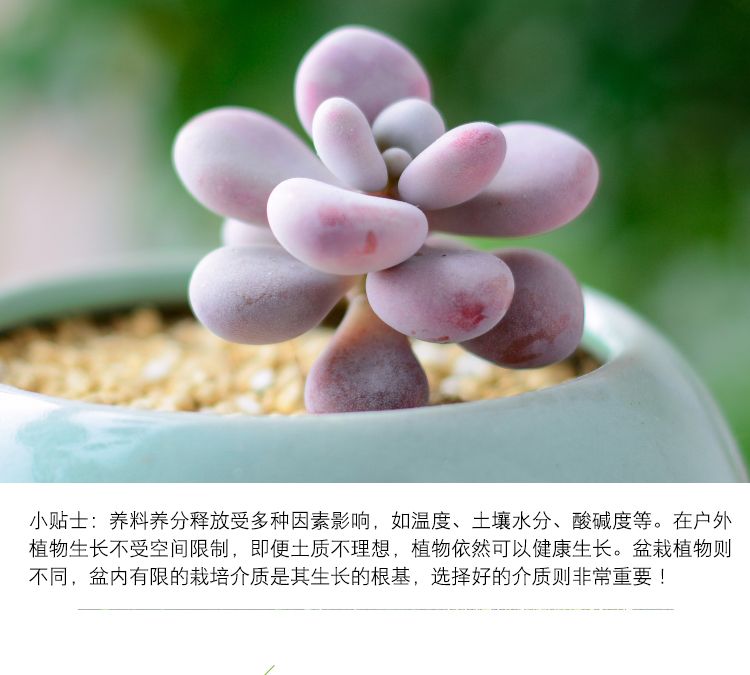 多肉种植土用营养土还是椰糠 ec8d3fbb-8f4d-47bd-810d-ad9aecf39192.jpg