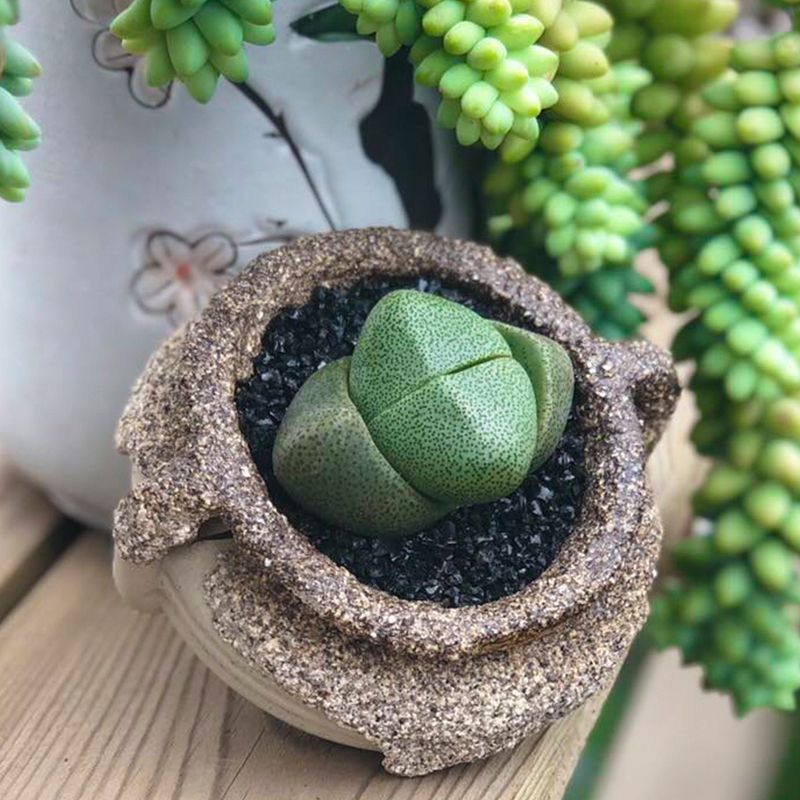 帝玉无比玉 当年开花 肉锥多肉植物生石花屁股花番杏石头花 虎窝拼 帝玉无比玉 当年开花 肉锥多肉植物生石花屁股花番杏石头花 虎窝拼
