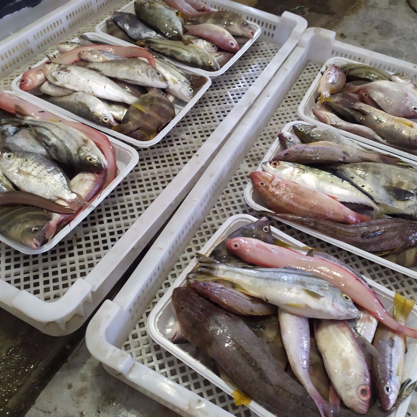 东海野生海鲜新鲜杂鱼生鲜水产鲜鱼3斤顺丰包邮多品种海鱼