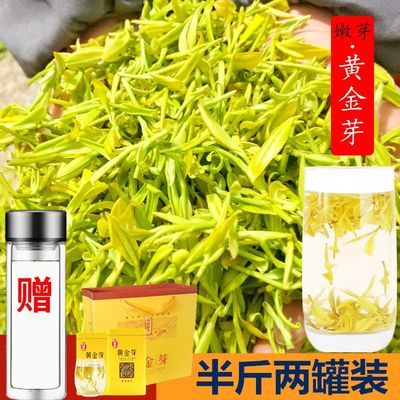 黄金芽