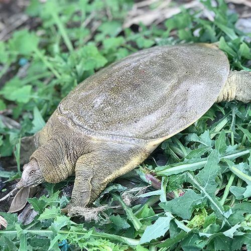 0-7斤野生放养生态老鳖中华鳖水鱼王八包活