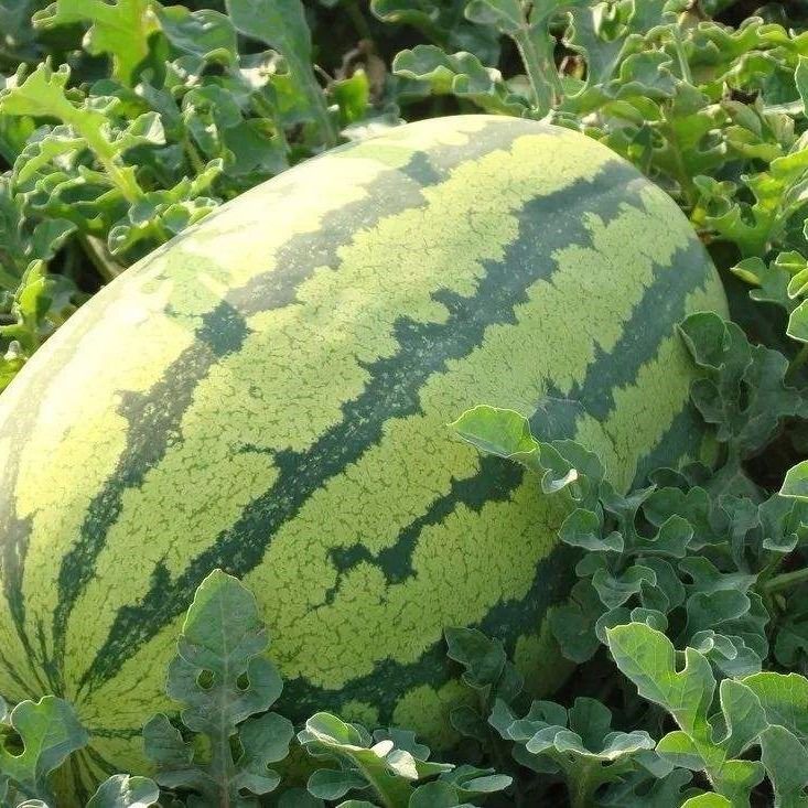 沙漠王子西瓜种子种籽 无籽甜王水果蔬菜四季高产薄皮特大巨型