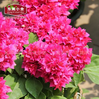 东篱小舍扶桑朱槿牡丹红塔非常勤花品种原盆发货福建漳州发 10月16日发完 虎窝拼