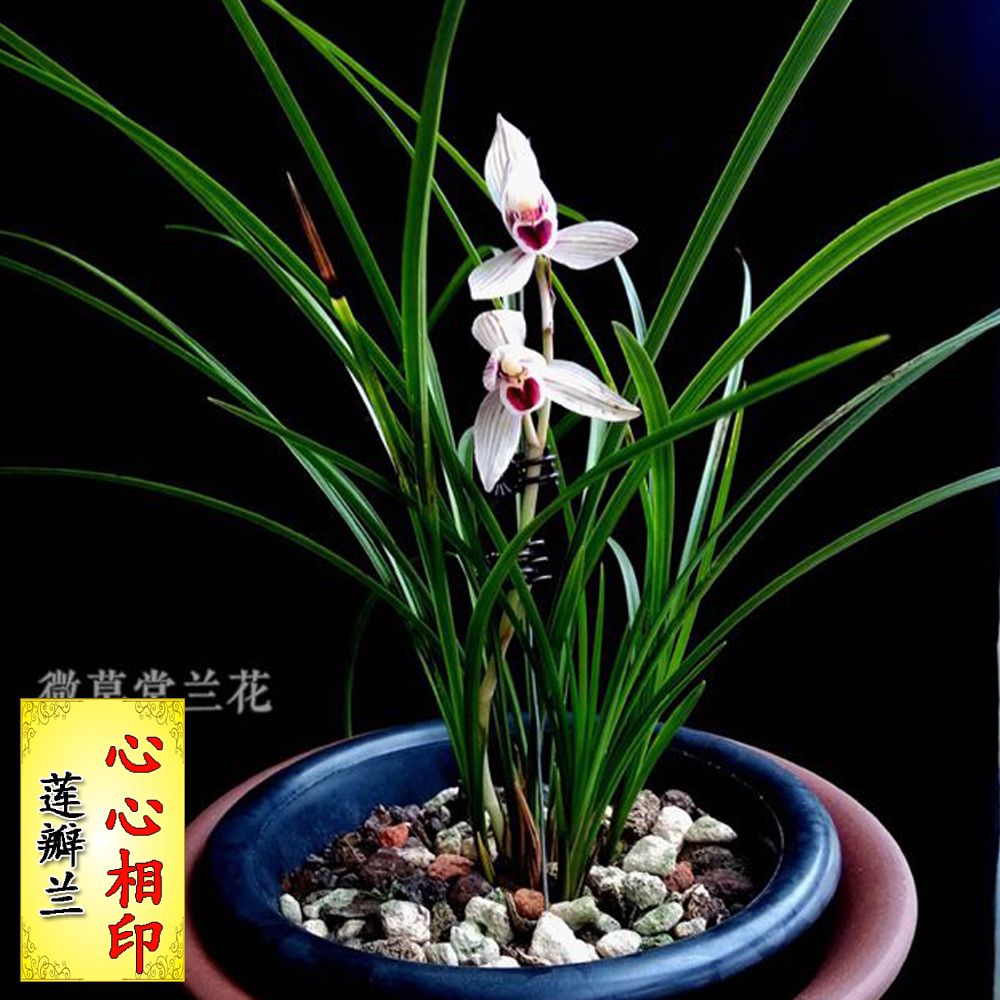 兰花 莲瓣兰銘品 心心相印 盆栽 红舌白花瓣 室内 阳台 花卉 绿植