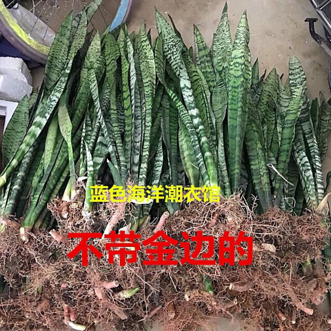 10颗 天然的清道夫银脉虎皮兰老虎尾盆栽花卉办公室 防辐射盆景绿