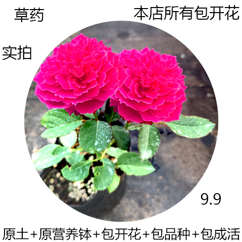 欧月 草药 买2送1 包开花包对版月季盆栽花卉美观吸甲醛防辐射