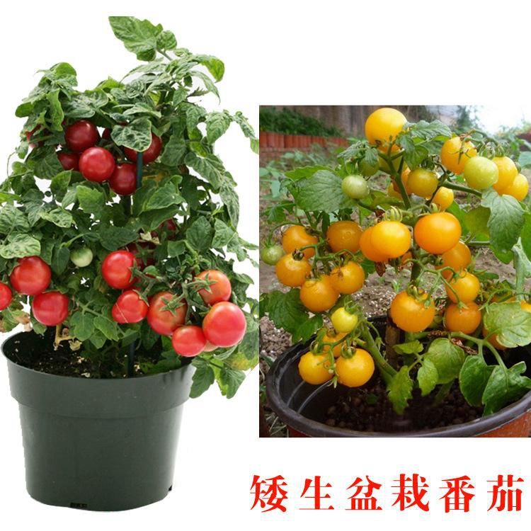 怎么种小番茄苗 df0ea9ee-c08c-4cc8-a462-39c2a3b97de3.jpg