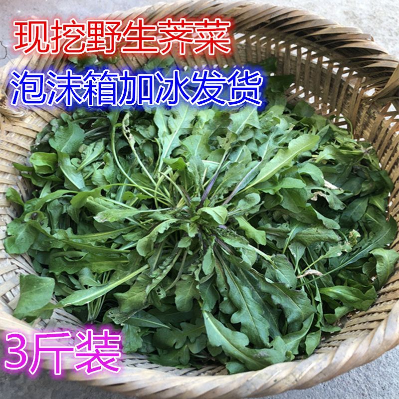 苏北野菜野生荠荠菜新鲜蔬菜野生荠菜加冰发包饺子地菜现摘现发