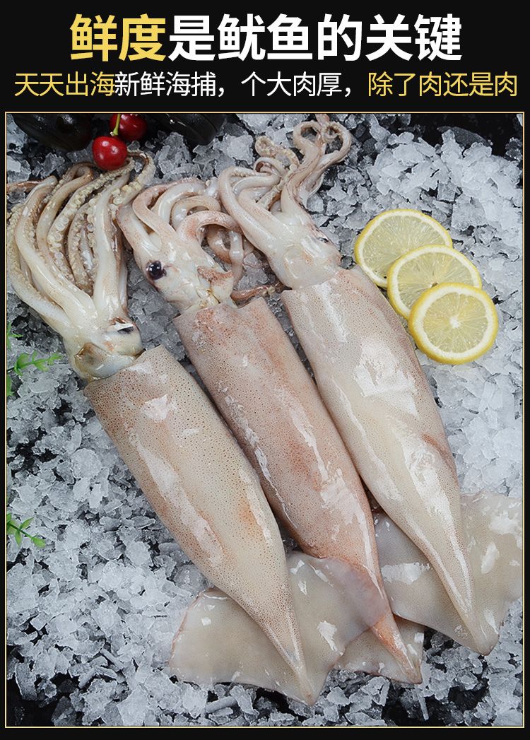 不挂冰大鱿鱼10斤整只野生鱿鱼鲜活冷冻冰鲜烧烤海鲜1斤