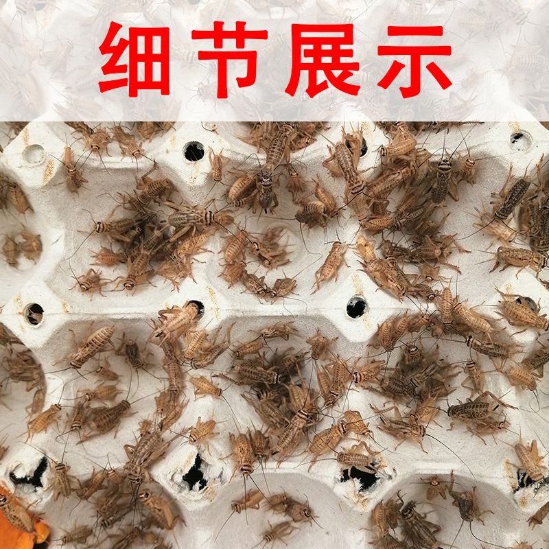 白蟋蟀蛐蛐活体饲料蟋蟀活物宠物活体口粮养殖用活体饲料大量批发 虎窝拼