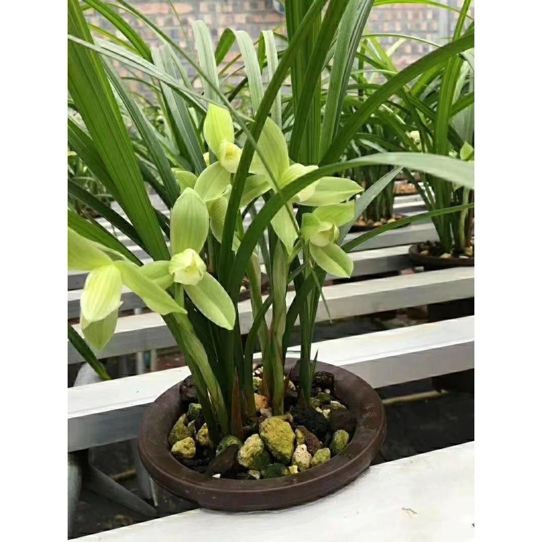 包邮四川自然老种 兰花苗 春剑【大荷素】浓香花卉园艺盆景