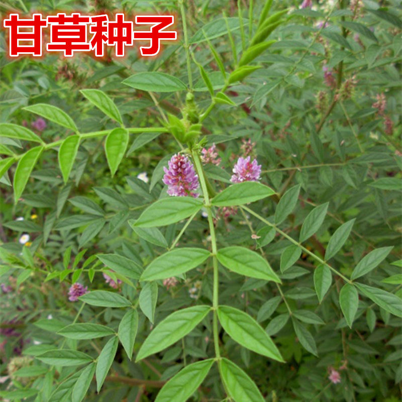 甘草种子 新采药材 甜草根种子红甘草粉甘草种子植物四季可播包邮