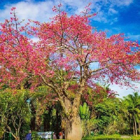 美丽异木棉种子木棉花种子乔木种子南方树种绿化苗木种子