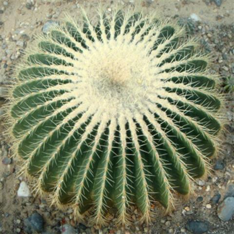 包邮超大甲醛防辐射金虎盆栽仙人球