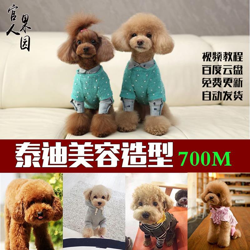 爱犬泰迪熊犬狗清洁修剪美容造型技术大全视频教程图文资料合集