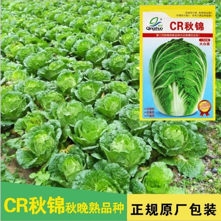 cr秋锦抗病秋白菜种 第二代秋晚熟大白菜新品种 抗根种耐重茬高产