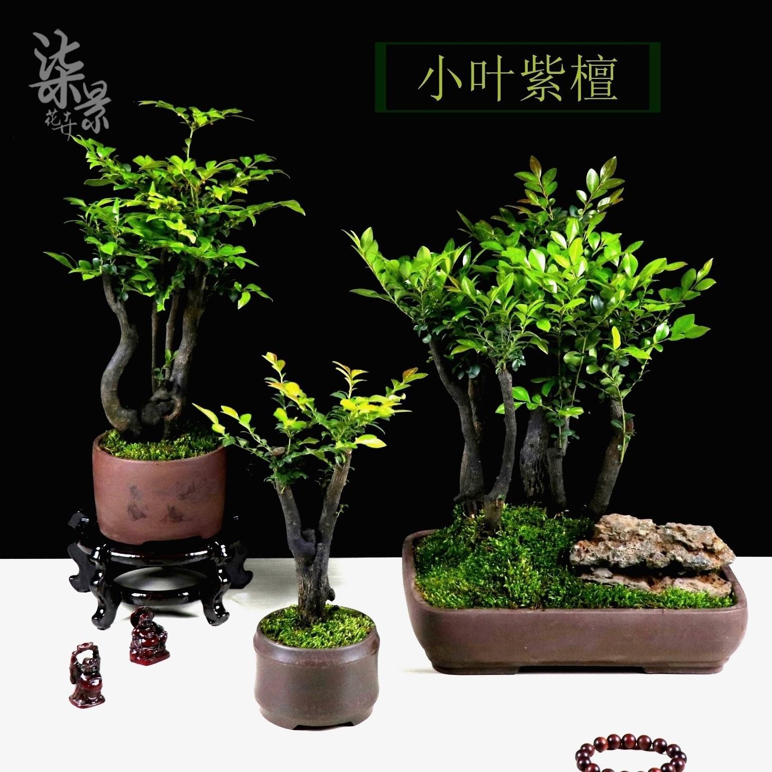 小葉紫檀精品盆景樹樁盆栽花卉綠植四季常青吸甲醛防輻射淨化空氣