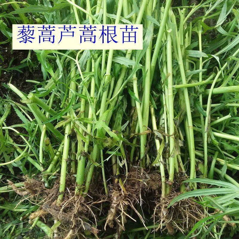 藜蒿芦蒿根苗100棵种苗芦蒿根茎苗非种子包活泥蒿苗黎蒿苗盆景种