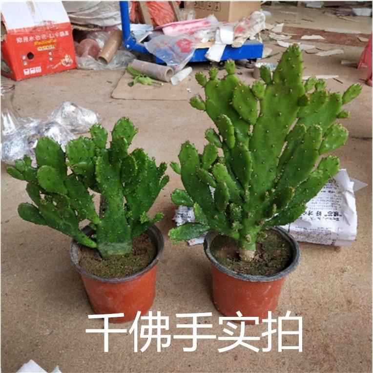 千手观音盆栽植物室内阳台绿植花卉不开花仙人掌类千佛手多肉植物