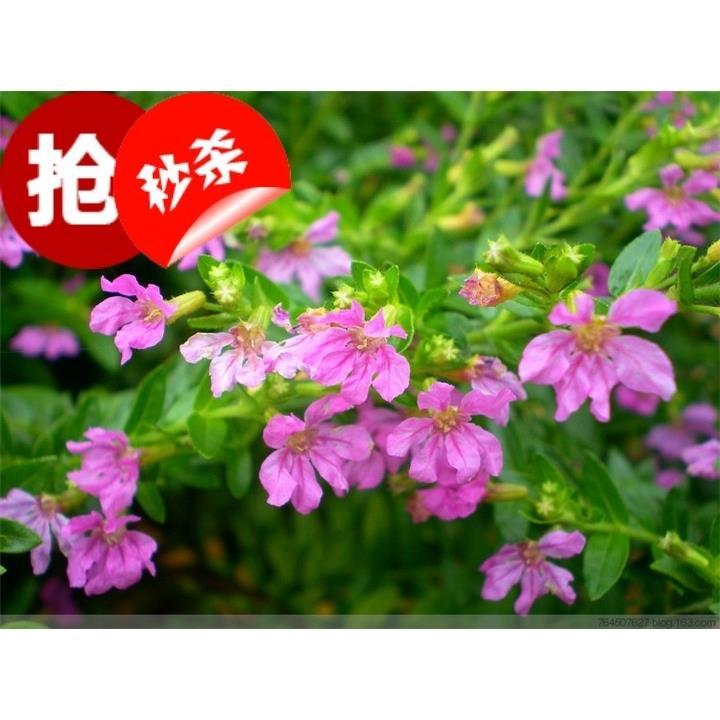 包邮庭院园林绿化紫花满天星 阳台盆栽四季开花常绿紫萼距花