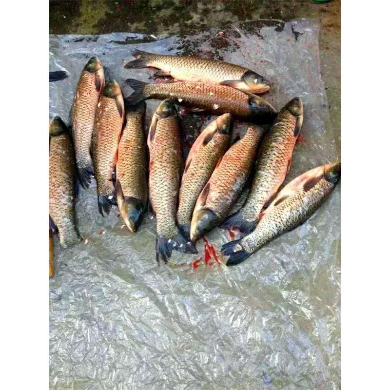 婺源特色美食婺源酒糟鱼赋春酒糟鱼农家手工自制买2瓶减5