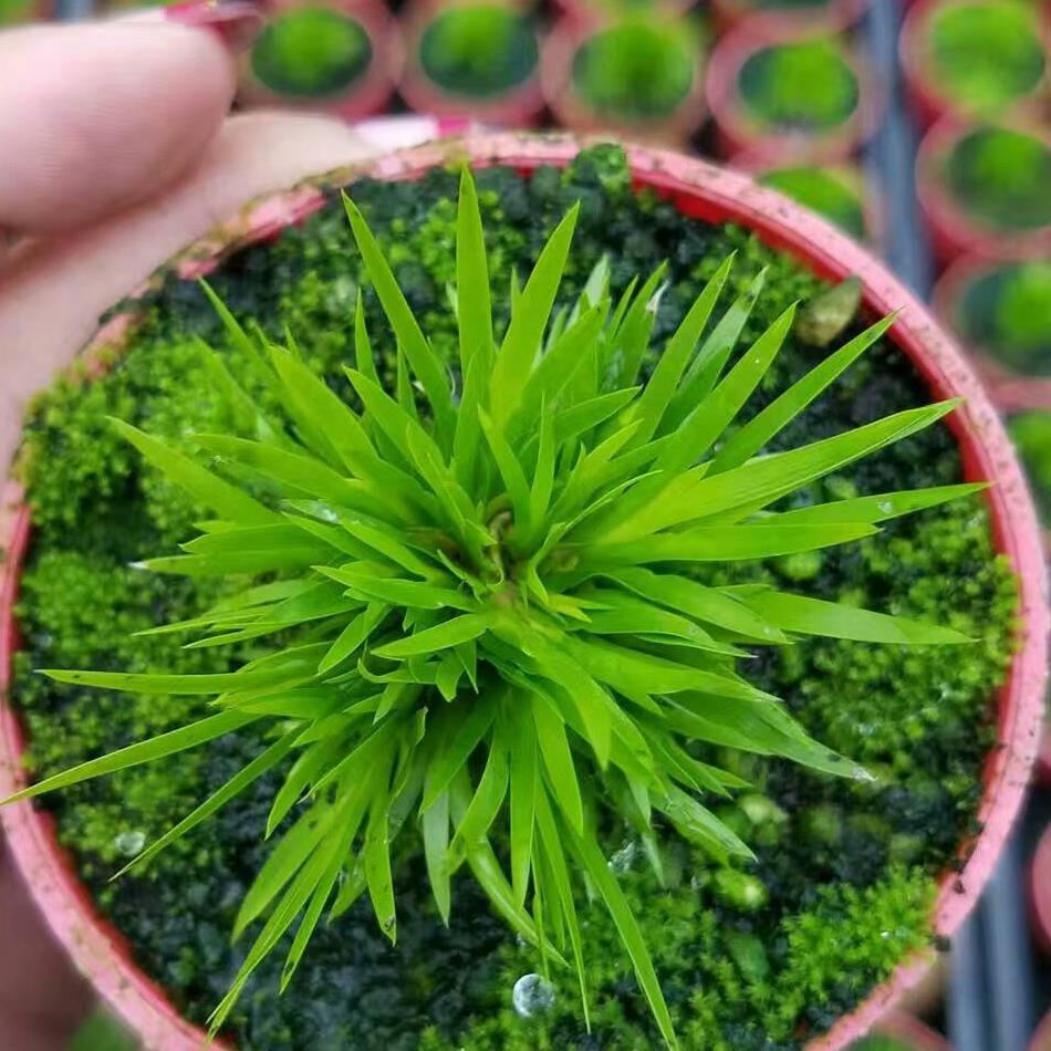 菖蒲黄金姬 黄金极姬 蒲草 案头桌面办公桌附石盆景水培喜阴喜湿