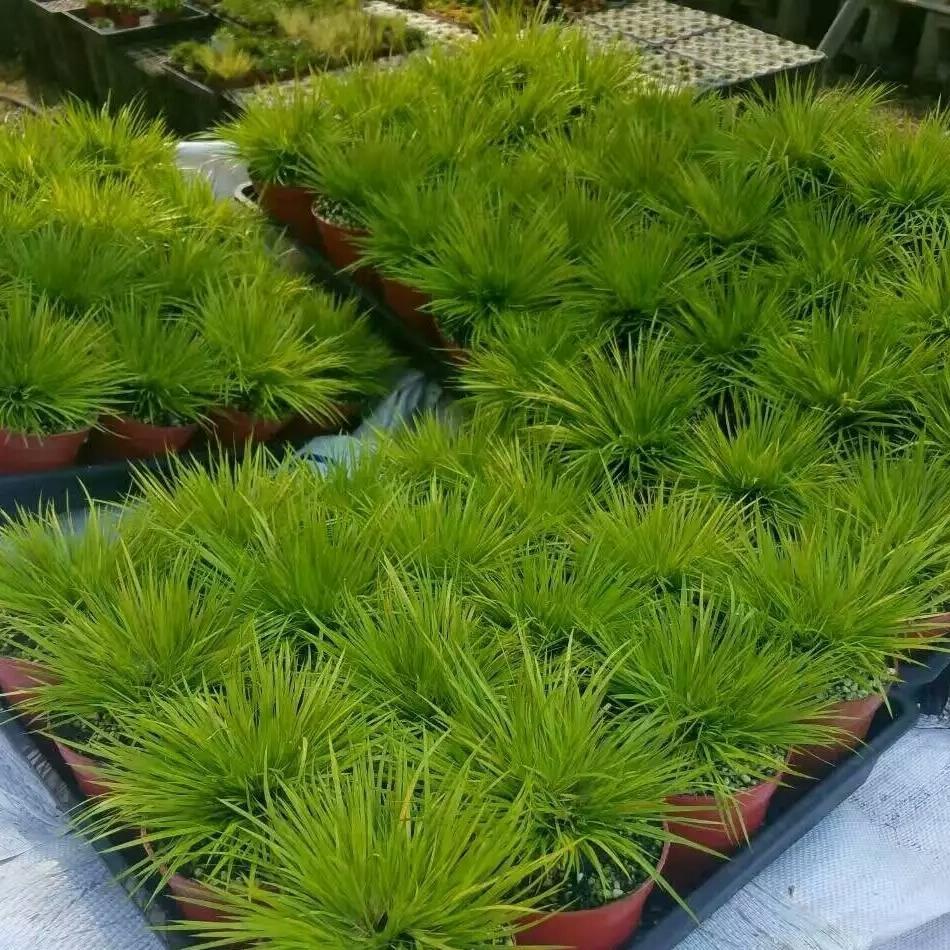 菖蒲黄金姬 黄金极姬 蒲草 案头桌面办公桌附石盆景水培喜阴喜湿