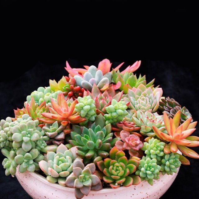 多肉种植土推荐 a2e28f95aa405d09aa6e87257ad444e6.jpeg