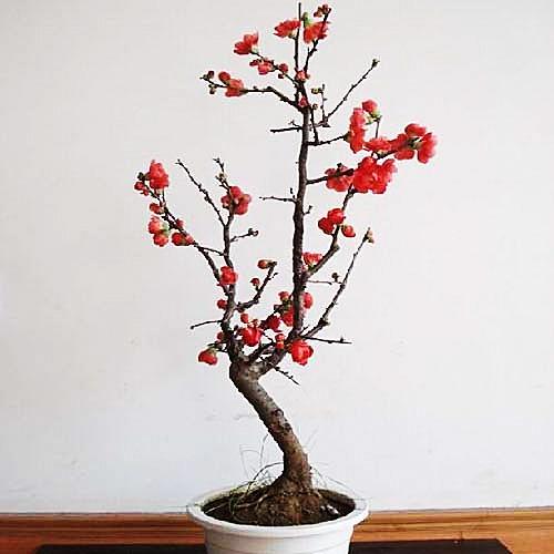 长寿冠海棠盆景树桩 重瓣红花海棠盆栽 耐寒开花植物 带花苞