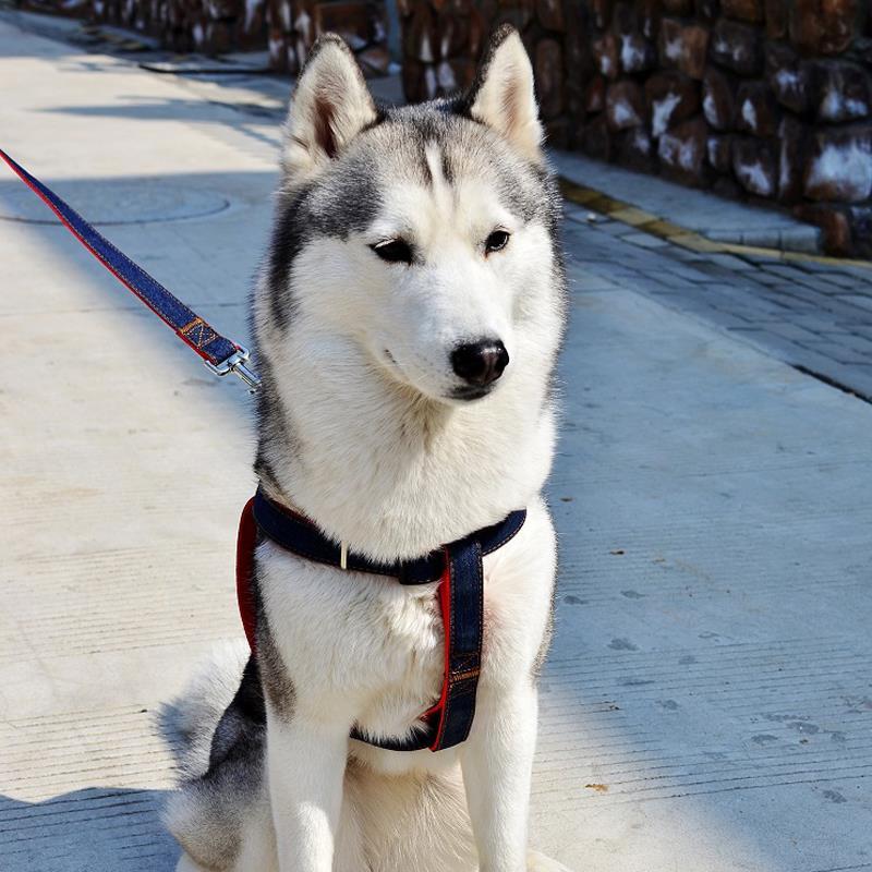 多少斤是大中小型犬 8871775e8134f44441d20767d51a57b8.jpeg