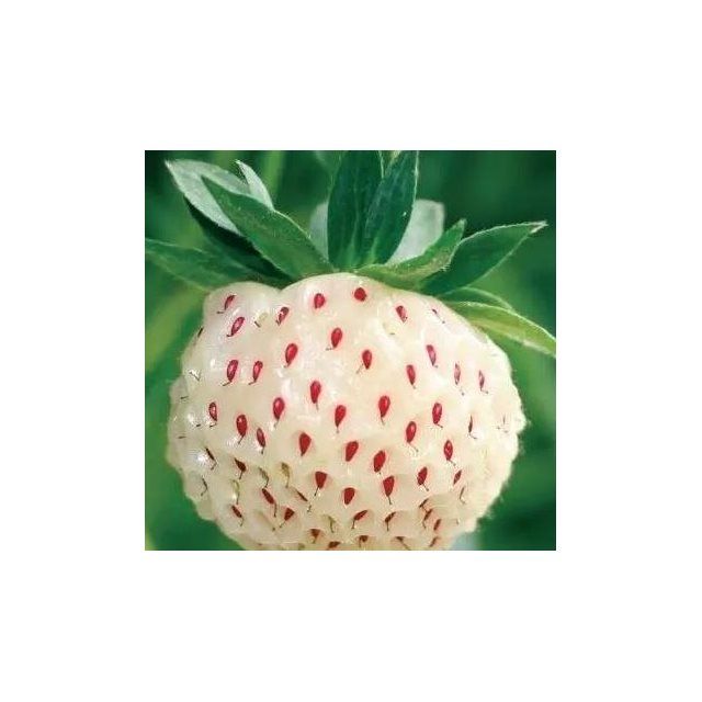 上新新品种白钻草莓苗白草莓奶黄草莓苗菠萝莓苗盆栽地栽当年