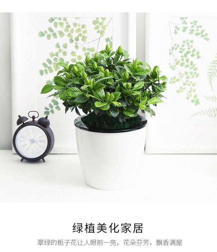 室内绿植大型绿植水培 9ba66079e53e07118c219aeb7d6fde65.jpg