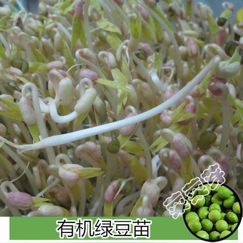 有机绿豆苗芽苗菜种子绿豆芽种子菜种子豆芽机专用蔬菜种子芽菜籽