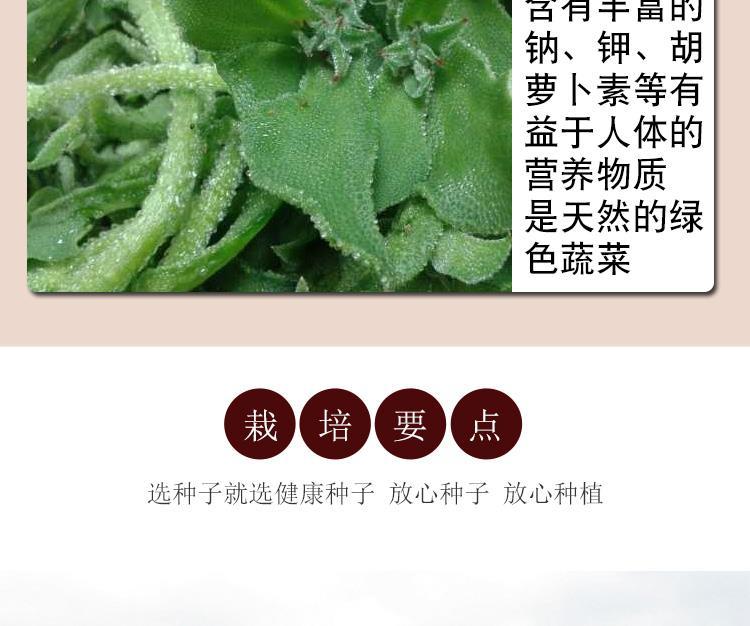 冰菜种子四季播播种冰草农家蔬菜水晶菜新鲜盆栽菜种子
