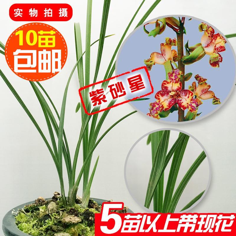 兰花紫砂星 蕙兰紫砂星 铭品奇花 老品种 兰花盆景