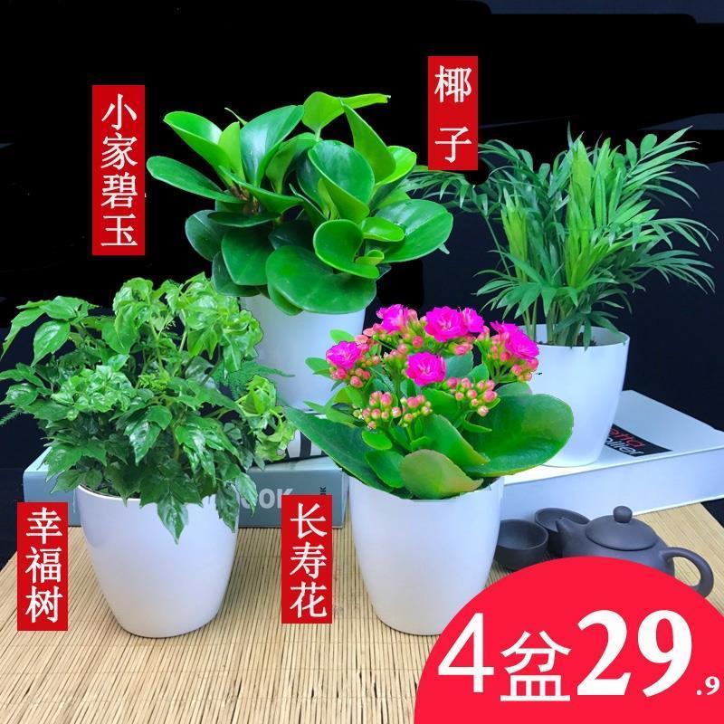 盆栽花卉室内大型绿植 f3f3957560da0f777d1fffa409300d59.jpg